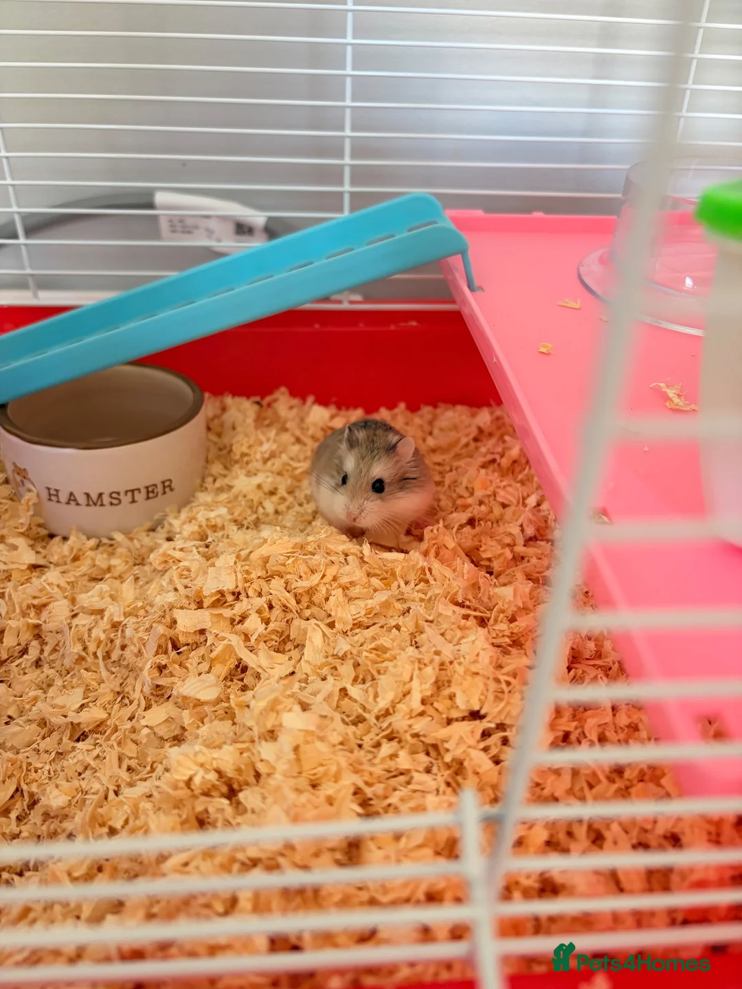 Hamster rodents for sale: Russian Dwarf hamster  in Cwmbran - Advert 2