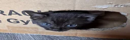 Bengal cats for sale: Smoke Boy Available for his forever home  - Advert 25