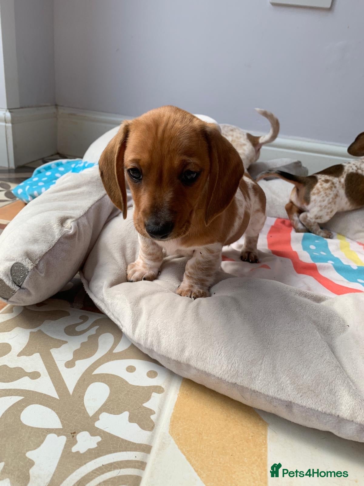 Miniature Dachshund dogs Pure Russian Piebald Miniature Smooth Dachshunds  - Advert 10