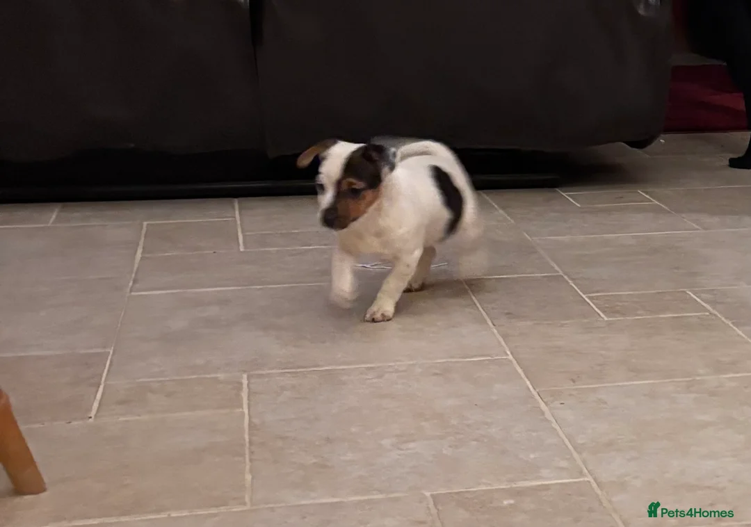 Jack Russell dogs for sale: Jack Russell Puppy  - Advert 2