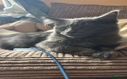 Ragcoon cats for sale: Beautiful Maine Coon x Ragdoll Kittens  Available - Advert 14