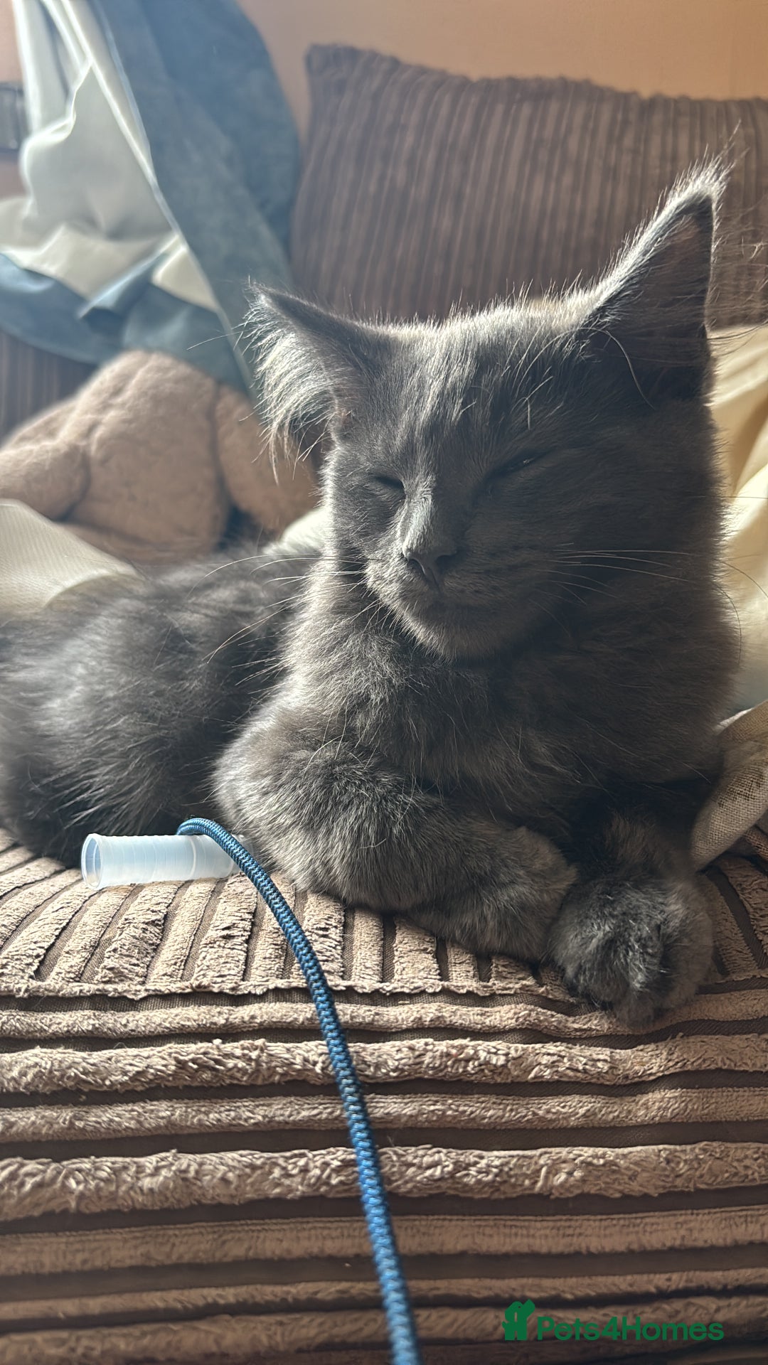 Ragcoon cats for sale: Beautiful Maine Coon x Ragdoll Kittens  Available - Advert 14