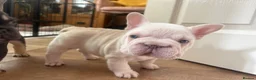 French Bulldog dogs for sale: Fluffy French Bulldog Puppies - Advert 12