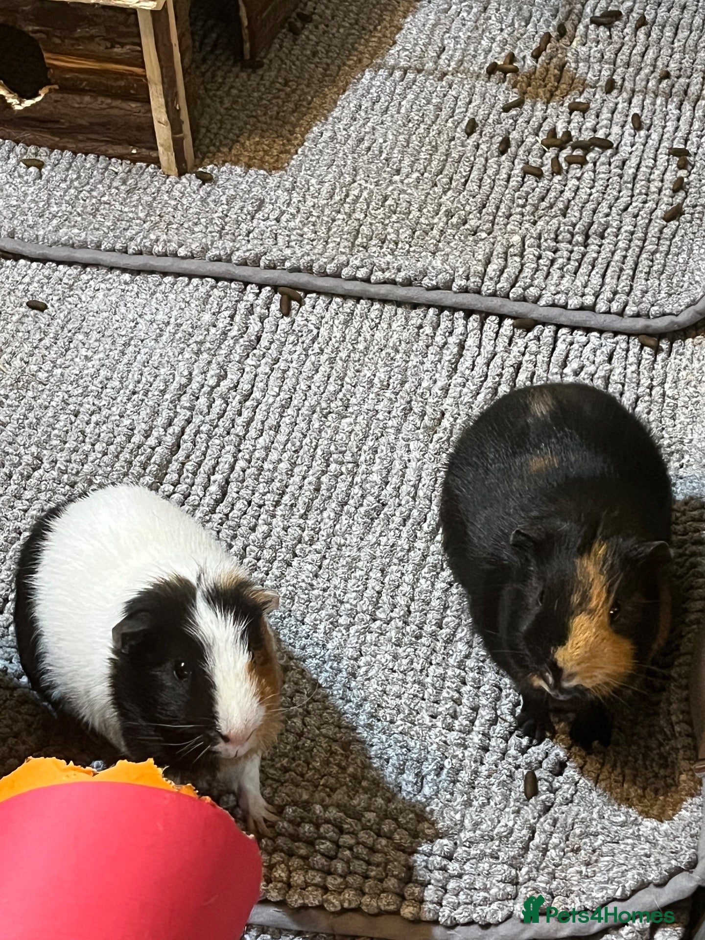 Guinea Pig rodents for sale: Two male Guinea pigs for rehoming - Advert 15