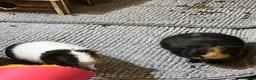 Guinea Pig rodents for sale: Two male Guinea pigs for rehoming in Exeter - Advert 1
