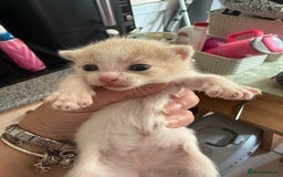 British Shorthair cats for sale: * Cute ginger & white 1 x boy 1 x girl kitten £50* - Image 1