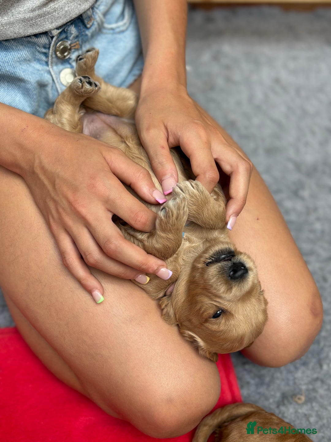 Goldendoodle dogs for sale: Stunning F2B Goldendoodles - Image 27