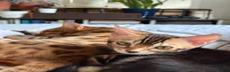 Bengal cats for sale: Stunning Bengal Kittens - Advert 14