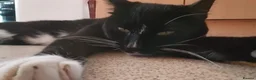 Bombay cats for sale: Tyrion (Miniature Tuxedo x Bombay) - Advert 13