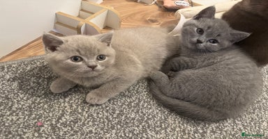 British Shorthair cats - Advert 14