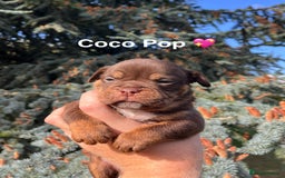 Olde English Bulldogge dogs for sale: RAINBOW OLD ENGLISH LITTER !!! - Image 15