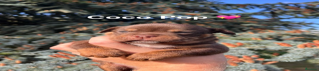 Coco pop