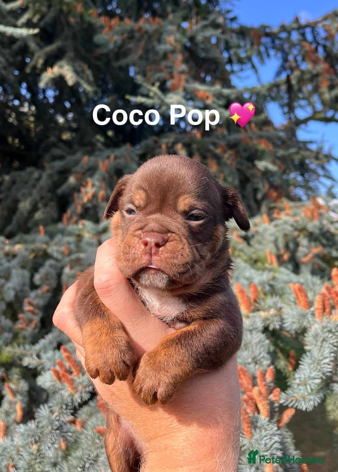 Olde English Bulldogge dogs for sale: RAINBOW OLD ENGLISH LITTER !!! - Image 15