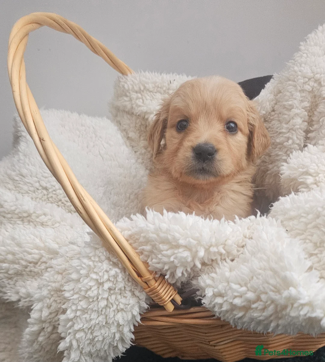 Golden Retriever dogs for sale: Amazing shades long awaited litter - Advert 28