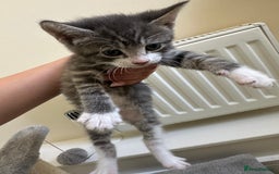 Mixed Breed cats for sale: Adorable kittens  - Image 3