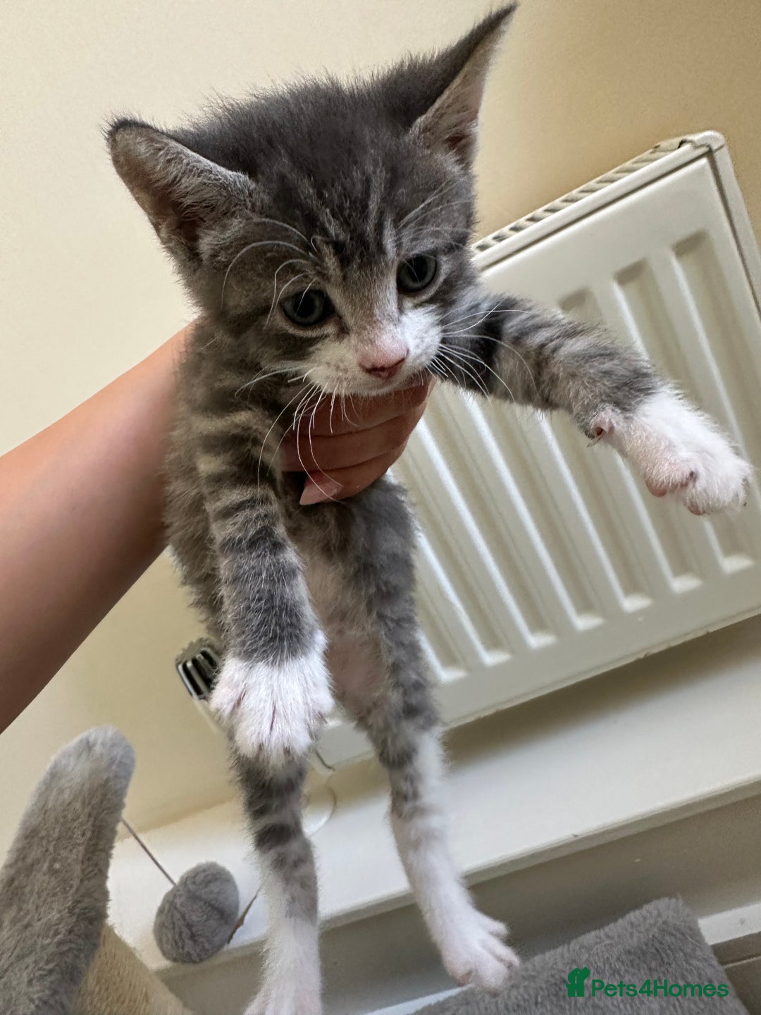 Mixed Breed cats for sale: Adorable kittens  - Image 3