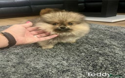 Pomeranian dogs for sale: 🔥Very Tiny(450gr)🧸Top Quality 💎 - Advert 14