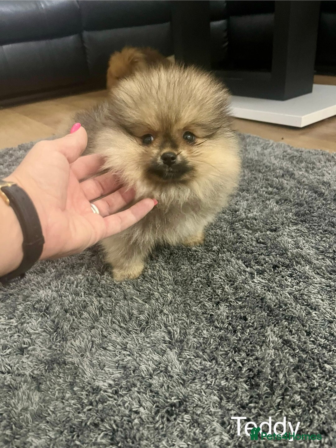 Pomeranian dogs for sale: 🔥Very Tiny(450gr)🧸Top Quality 💎 - Advert 14