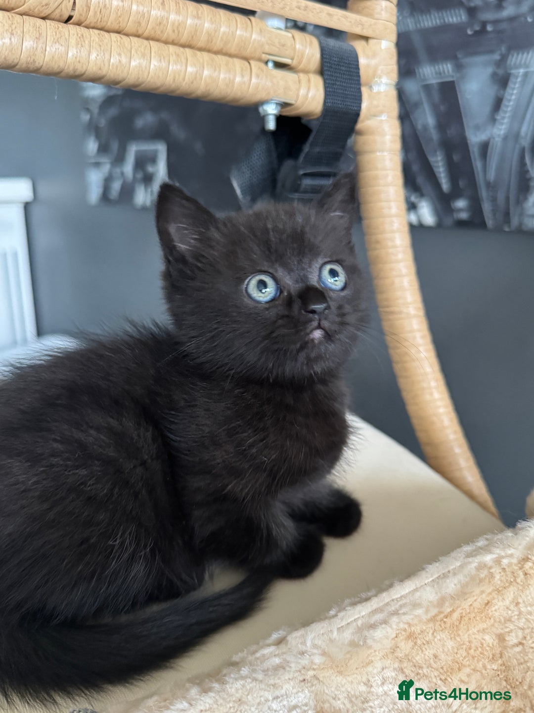 British Shorthair cats for sale: 2 Outstanding BSHLitter Chinchilla &Classic Lines) - Advert 20