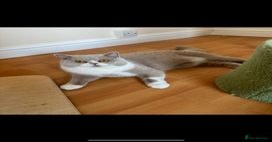 British Shorthair cats - Advert 5