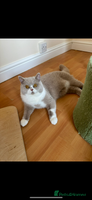 British Shorthair cats - Advert 9