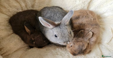 Netherland Dwarf rabbits - Advert 2