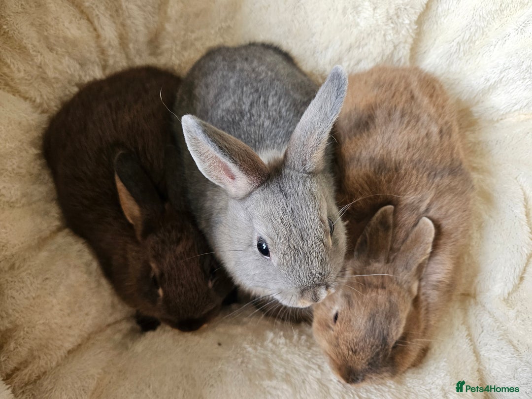 Netherland Dwarf rabbits for sale: Netherland Dwarf boy bunnies  - Image 2