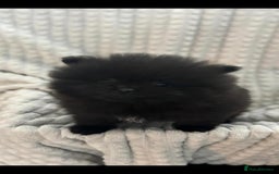 Pomeranian dogs for sale: Pedigree miniature pomeranians - Image 9