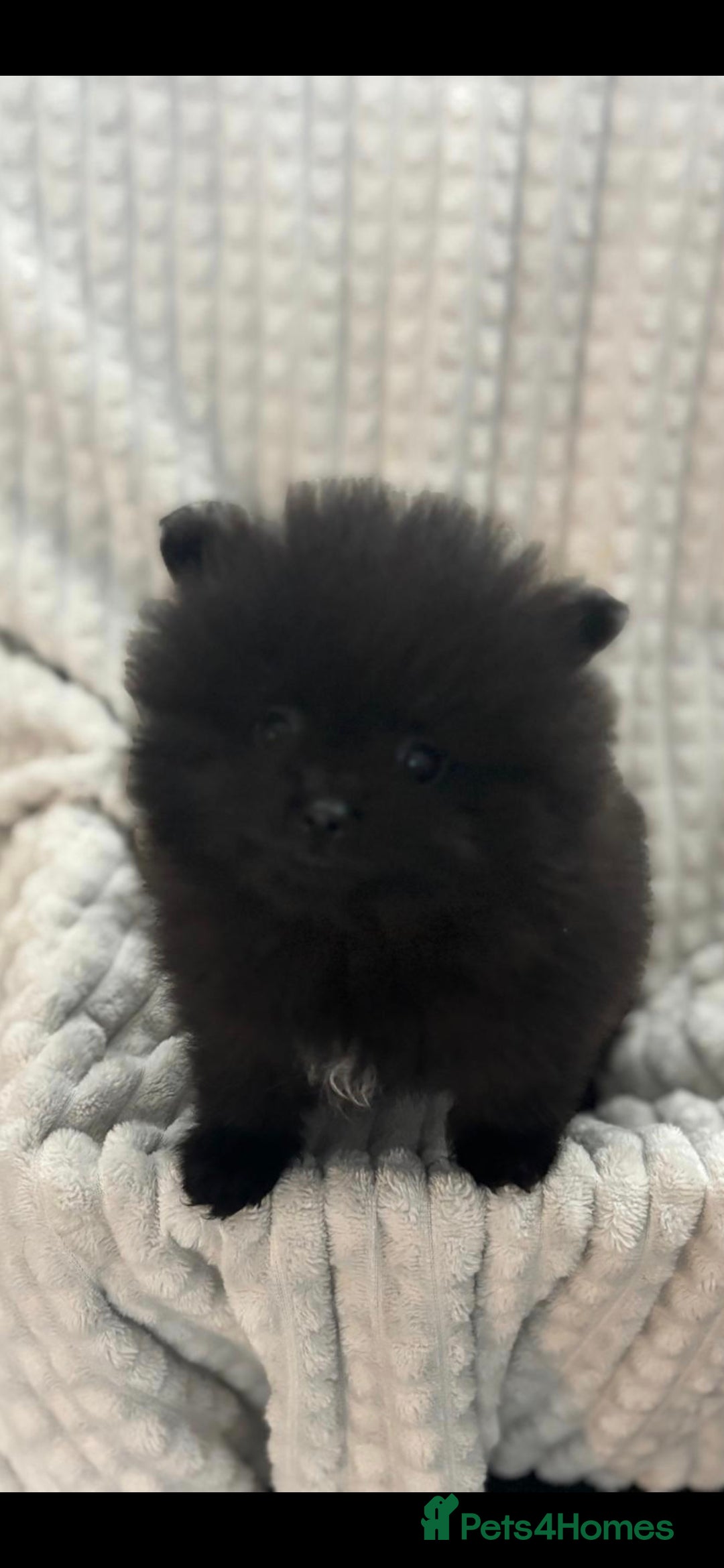 Pomeranian dogs for sale: Pedigree miniature pomeranians - Image 9