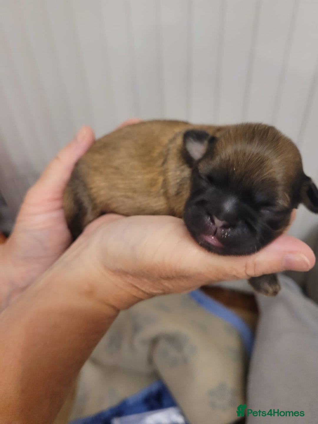 Shih Tzu dogs for sale: Beautiful Shih Tzu Puppies - Image 7
