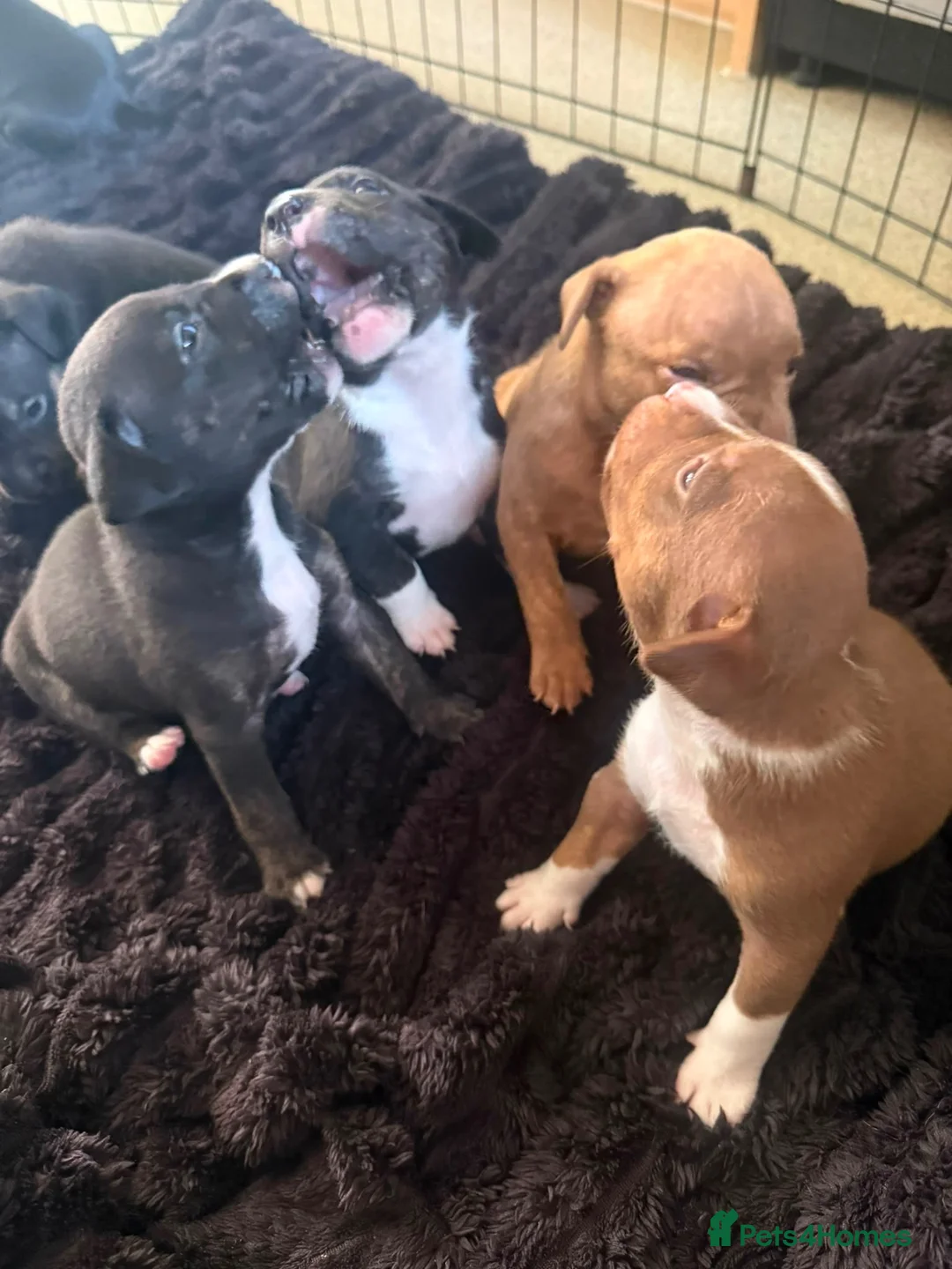Mixed Breed dogs for sale: 6 puppies for sale, 5 males, 1 female in Dukinfield - Advert 2