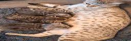 Bengal cats for sale: Adorable  full blood line pedigree Bengal kittens. - Advert 5