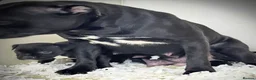 Staffordshire Bull Terrier dogs for sale: Incredible black male  - Advert 2