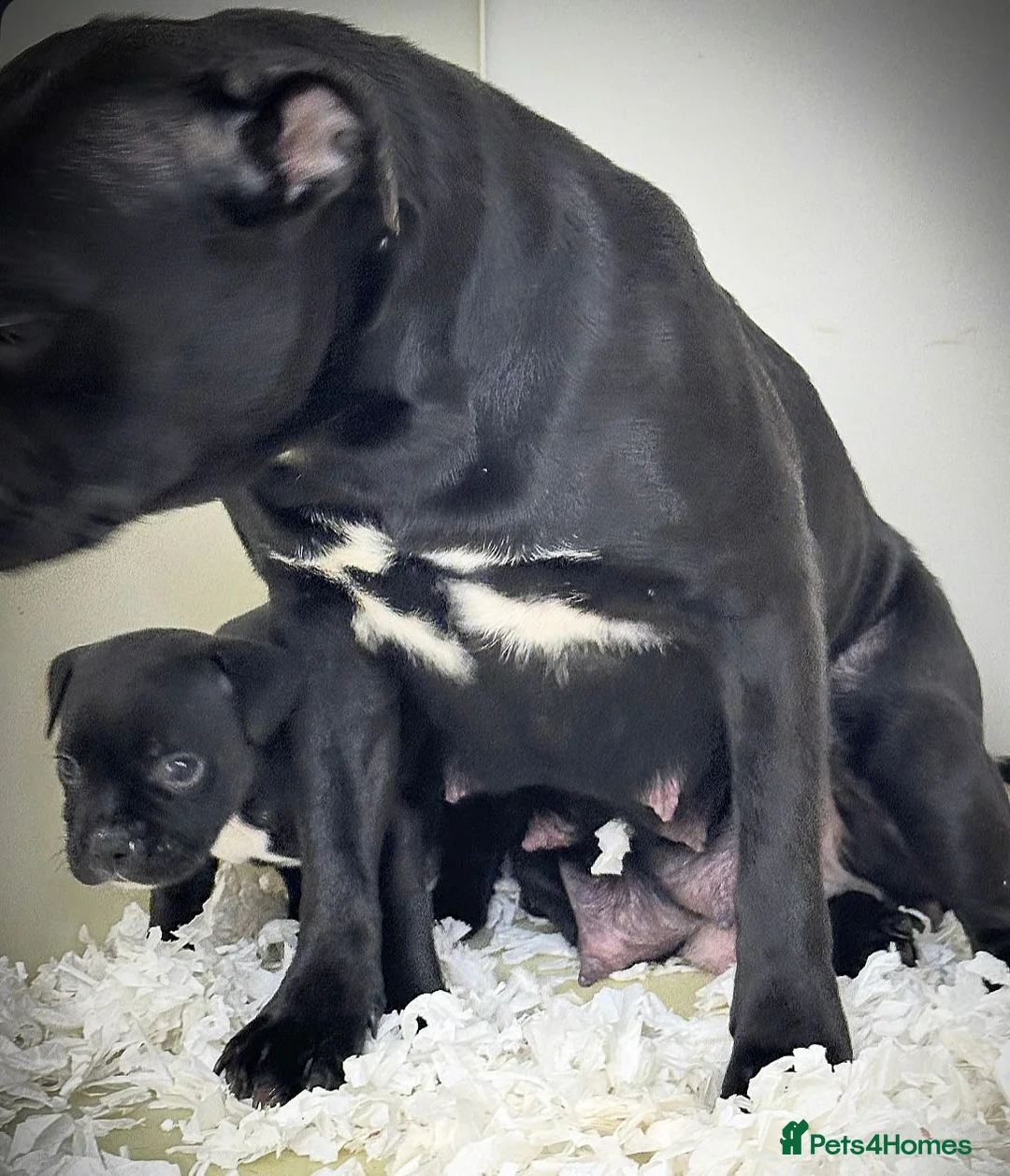 Staffordshire Bull Terrier dogs for sale: Incredible black male  - Advert 2