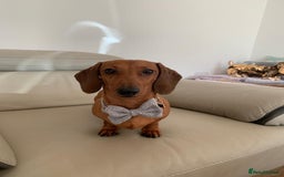 Miniature Dachshund dogs for sale: Miniature dachshund  - Image 5