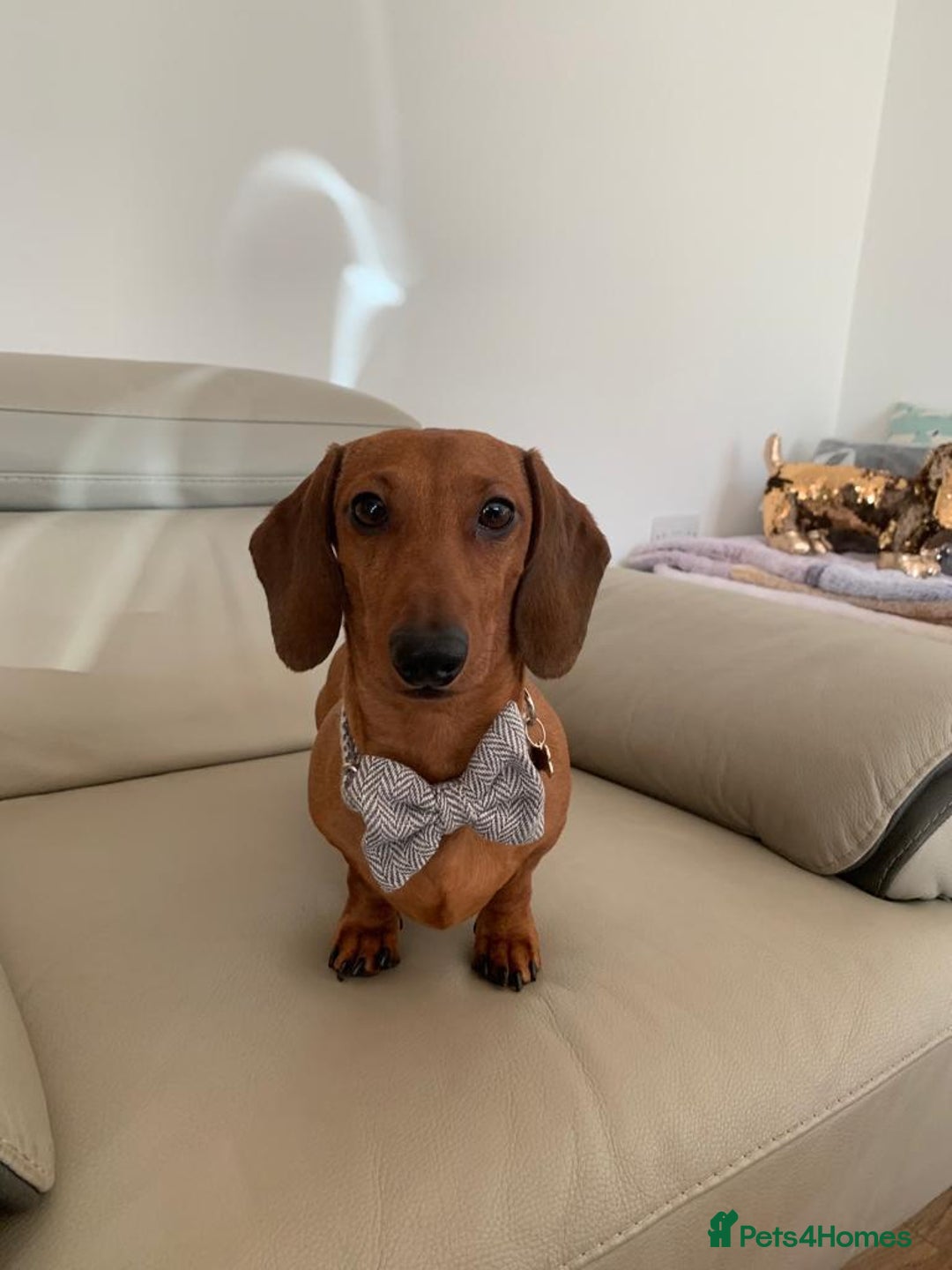 Miniature Dachshund dogs for sale: Miniature dachshund  - Image 5
