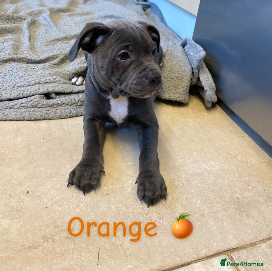 Staffordshire Bull Terrier dogs for sale: Exceptional Champion Pedigree, *READY NOW* - Image 6