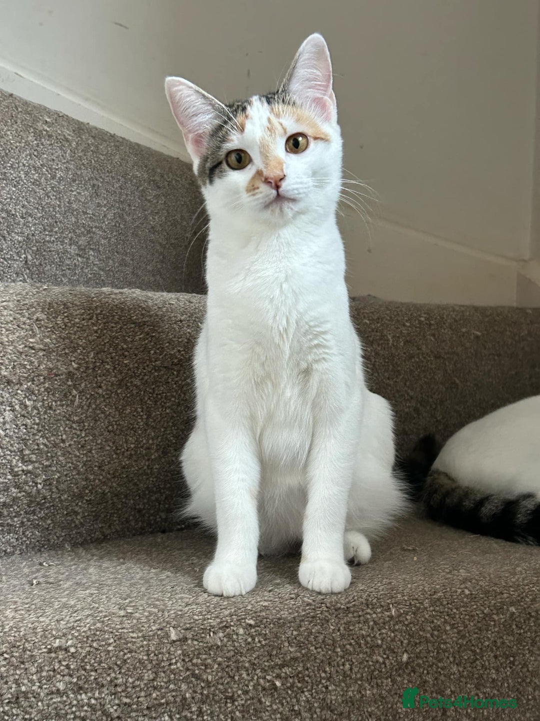 Domestic Shorthair cats for sale: Pretty young female cat - Advert 1