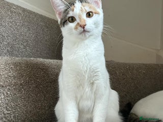 Domestic Shorthair cats Pretty young female cat - Advert 1