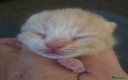 British Shorthair cats for sale: TICA reg British shorthair and longhair kittens - Image 6