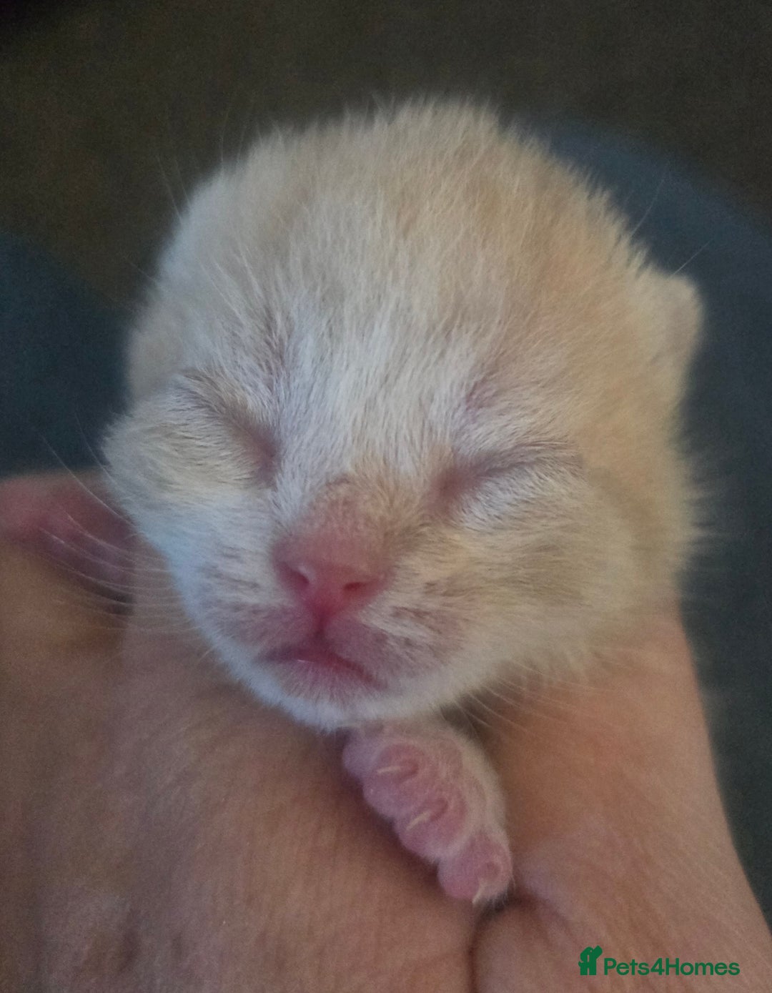 British Shorthair cats for sale: TICA reg British shorthair and longhair kittens - Image 6