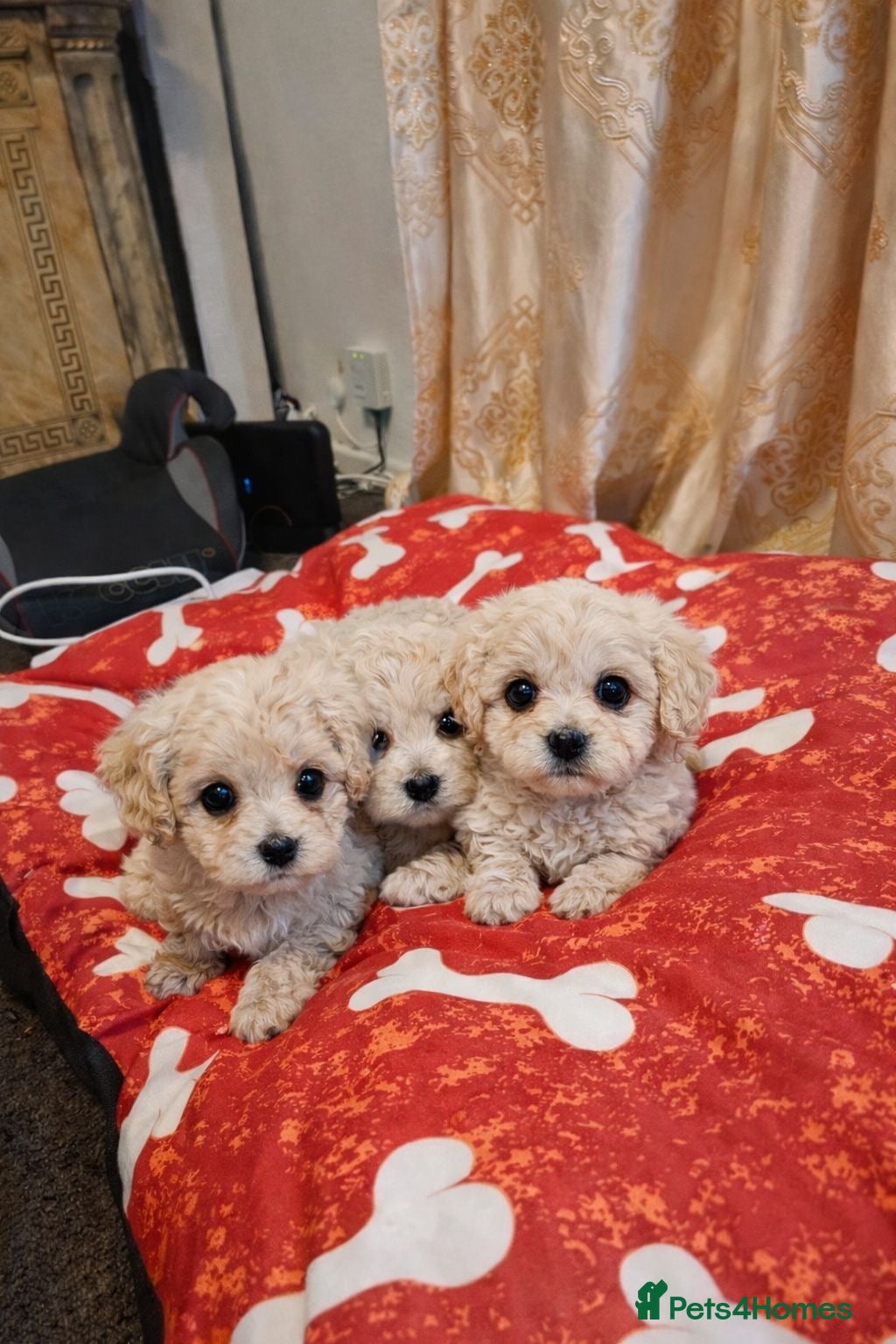 Maltipoo dogs Korean maltipoo luxury teddy 3 boys  - Advert 16