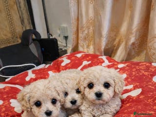 Maltipoo dogs Korean maltipoo luxury teddy 3 boys - Advert 16
