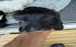 Glen of Imaal Terrier dogs for sale: Rare and beautiful  - Image 11