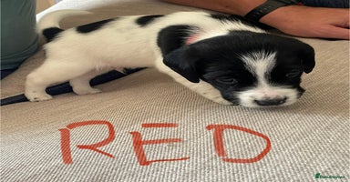 Cockerdor dogs - Advert 2
