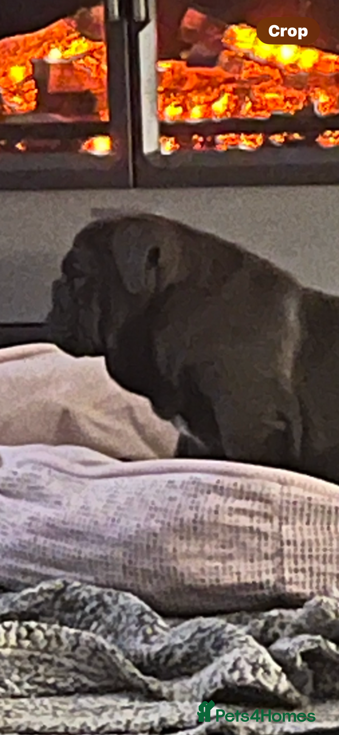 English Bulldog dogs for sale: Gorgeous English bulldog puppies  - Advert 3