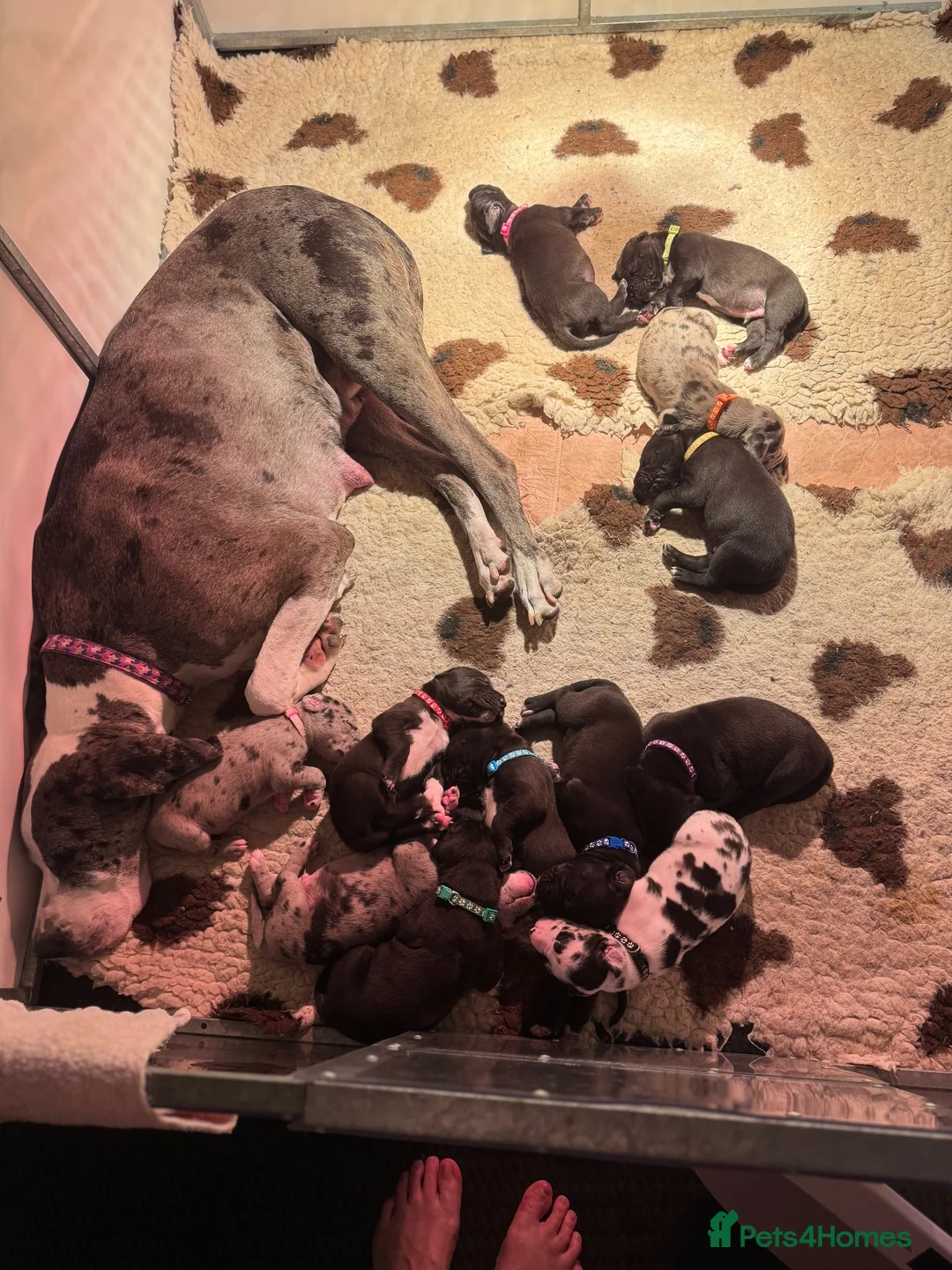 Great Dane dogs for sale: Gorgeous litter of kc registered Dane puppy's  - Advert 1