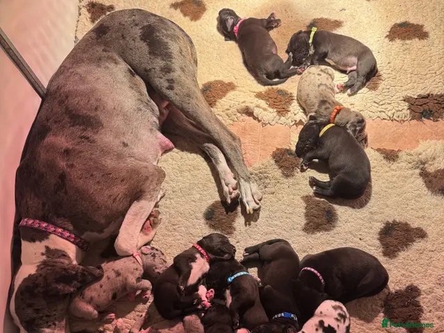 Great Dane dogs for sale: Gorgeous litter of kc registered Dane puppies - Advert 1