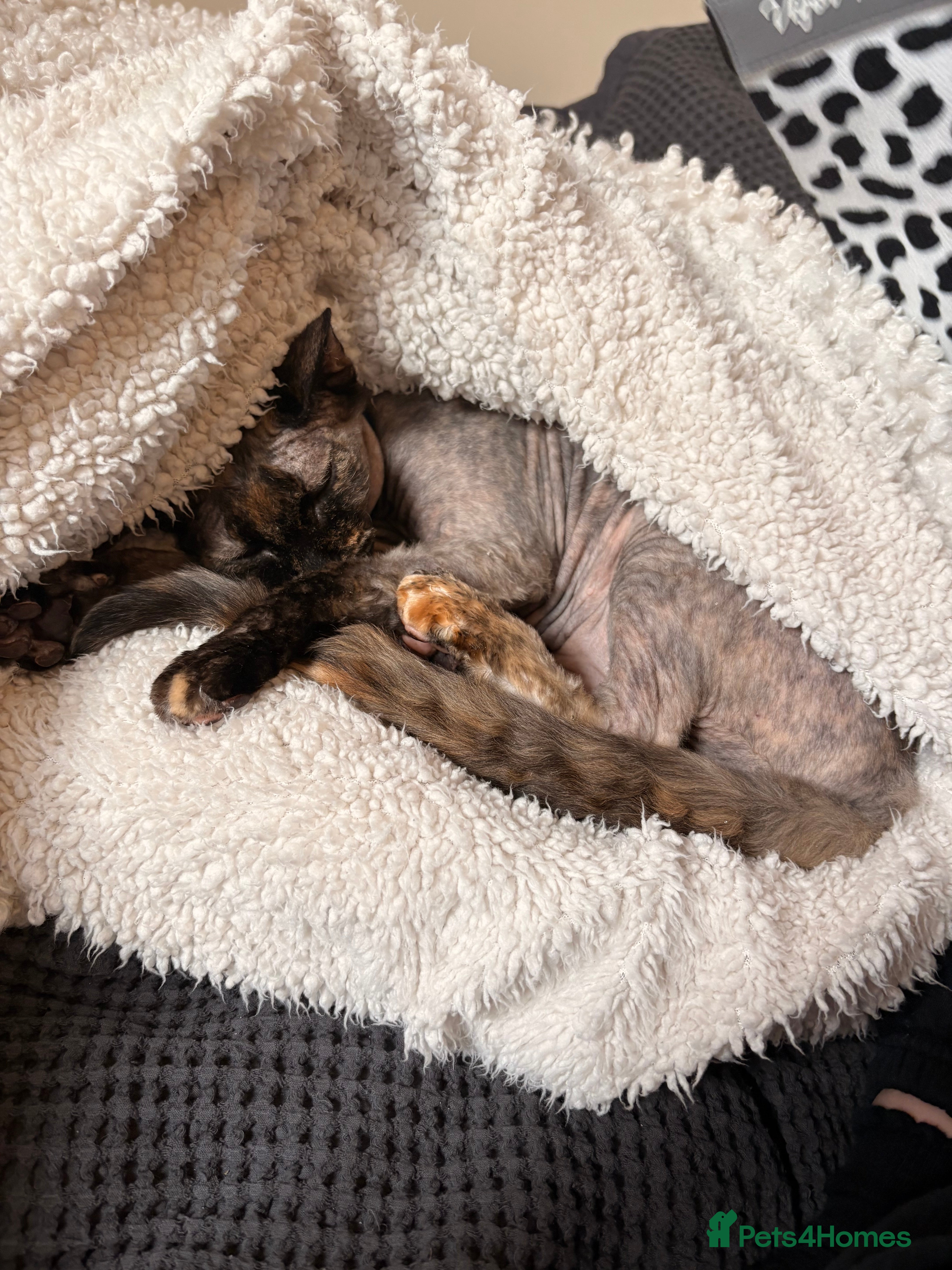 Sphynx cats Lovely Sphynx cat - Advert 1