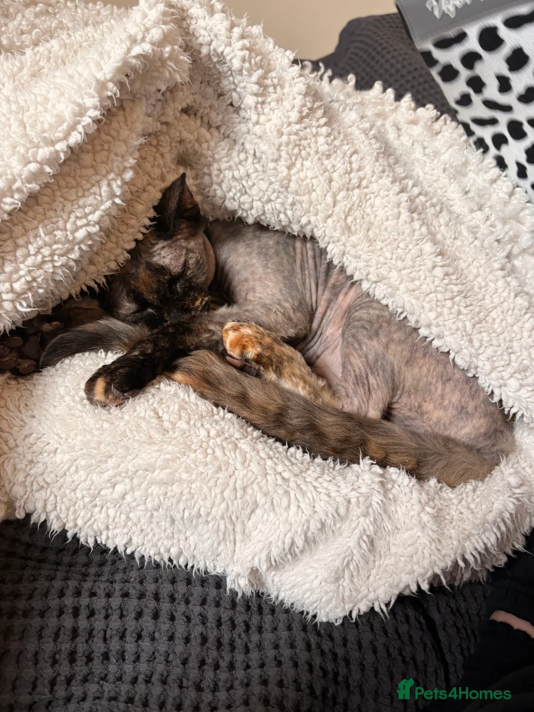 Sphynx cats for sale: Lovely Sphynx cat - Advert 1